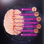 XTC Japan – Brain Hacker DX Masturbator – Pfirsich
